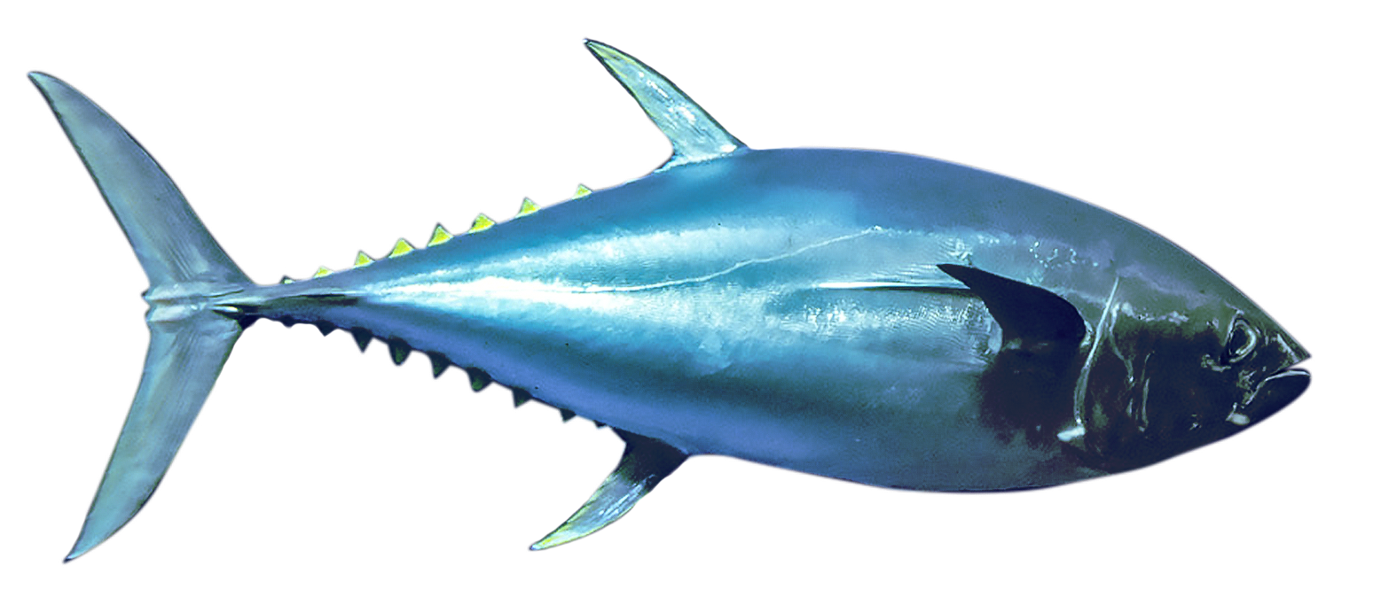 藍鰭鮪魚